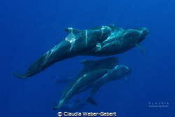 running with the crowd - pilot whales of Teneriffa by Claudia Weber-Gebert 